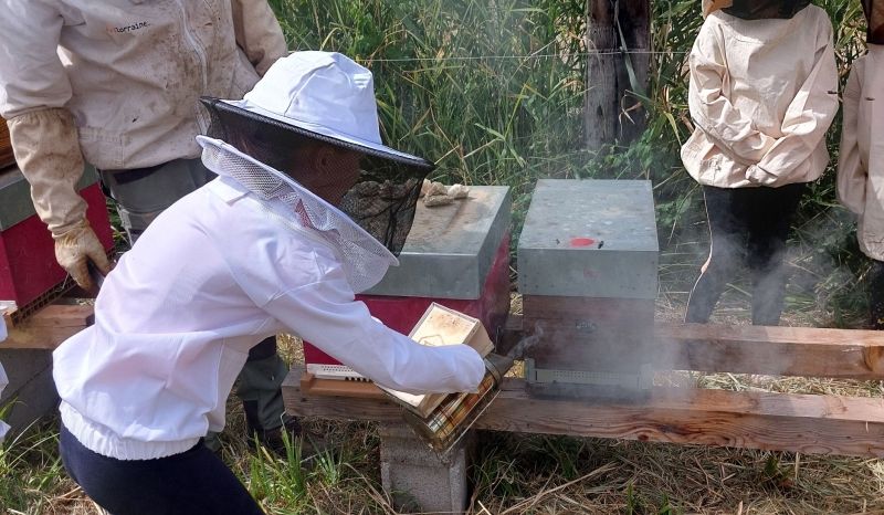 Animation apiculture avec les enfants en vacances