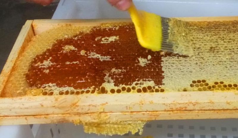 Ateliers découverte de l'apiculture