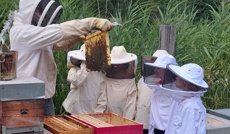 Animation apiculture avec les enfants en vacances