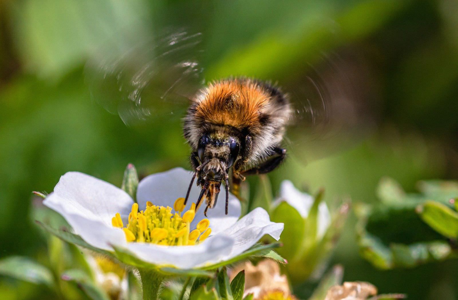 La Bonne Abeille