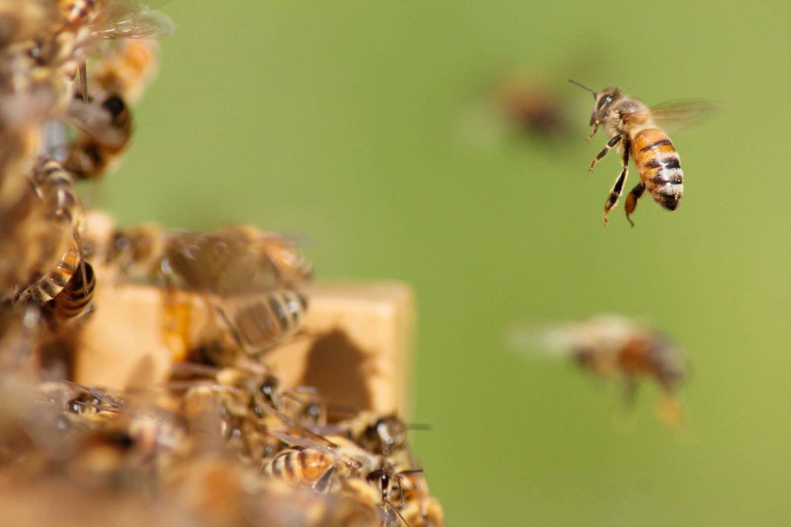 La Bonne Abeille